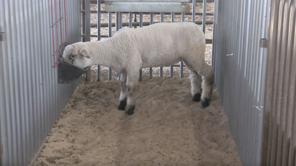 Lamb at the FISD Livestock Agricultural Barn